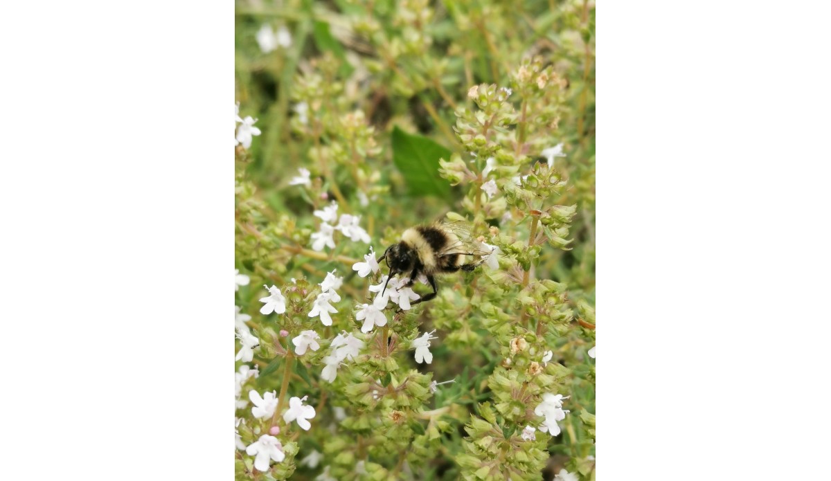 Biodiversidade floral em seu jardim